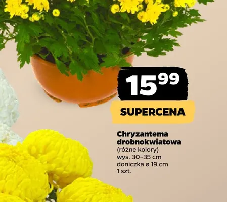 Chryzantema drobnokwiatowa promocja w Netto