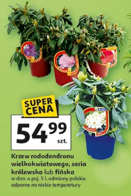 Krzew rododendronu wielkokwiatowego, seria królewska Frisian promocja w Auchan