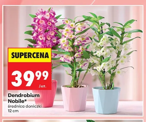 Dendrobium Nobile średnica doniczki 12cm promocja w Biedronka