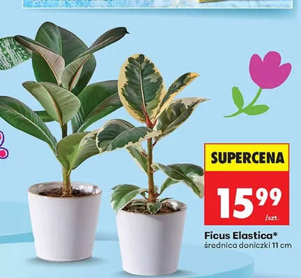 Ficus Elastica promocja w Biedronka