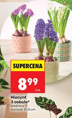 Hiacynt 3 cebule średnica doniczki 10,5 cm promocja w Biedronka