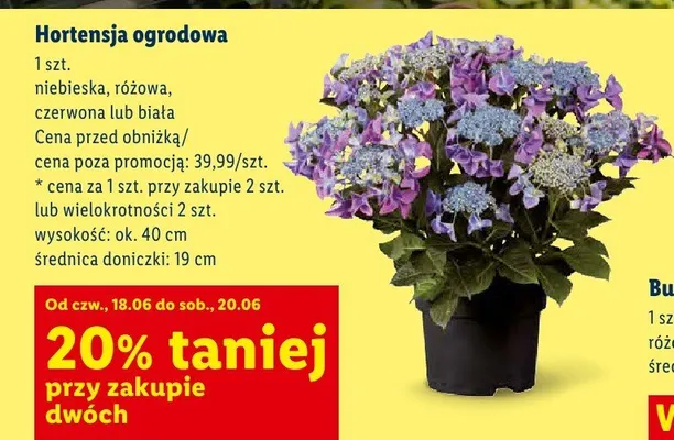 Hortensja ogrodowa biała promocja w Lidl