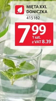 Mięta XXL doniczka promocja w Selgros