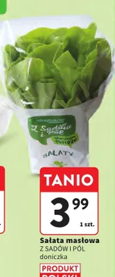 Sałata masłowa Z Sadów i Pól doniczka polska promocja w Intermarche