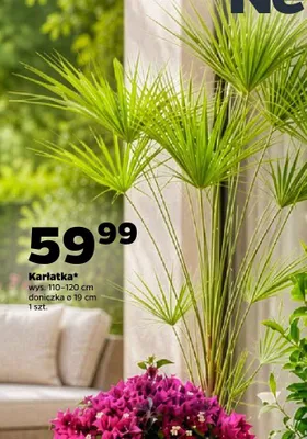 Karłatka wys. 110-120cm doniczka ø 19cm promocja w Netto