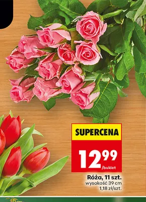 Róża 11 szt. promocja w Biedronka