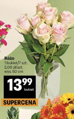Róża promocja w Delikatesy Centrum