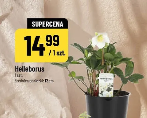 Helleborus promocja w POLOmarket