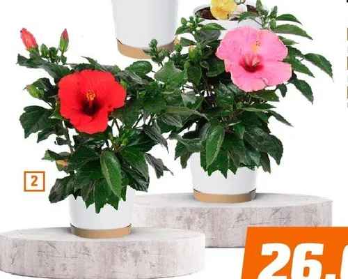 Hibiskus róża chińska krzew wys. ok. 50cm promocja w OBI