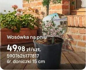 Wosówka na pniu promocja w Castorama