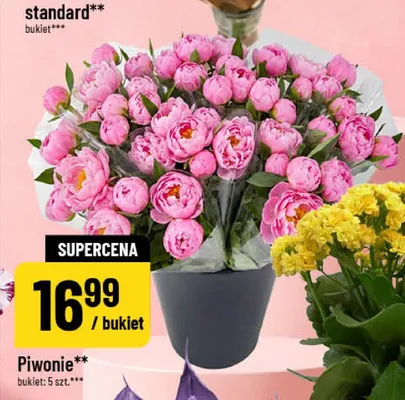 Piwonie promocja w POLOmarket
