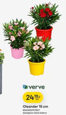Oleander 15 cm promocja w Castorama