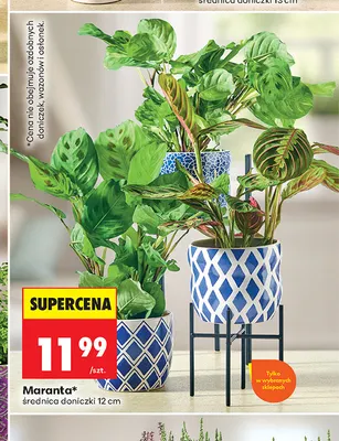 Maranta promocja w Biedronka