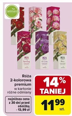 Róża 2-kolorowa premium w kartonie różne odmiany promocja w Carrefour
