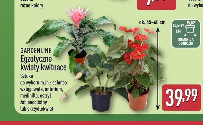 Egzotyczne kwiaty kwitnące Gardenline promocja w Aldi