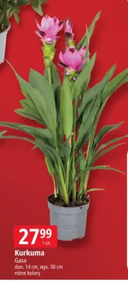 Kurkuma Gasa don. 14cm wys. 50cm promocja w Leclerc