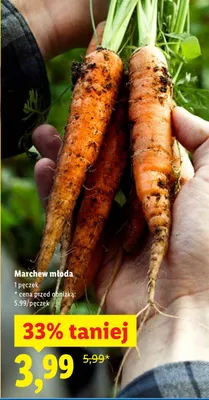 Marchew młoda, pęczek promocja w Lidl