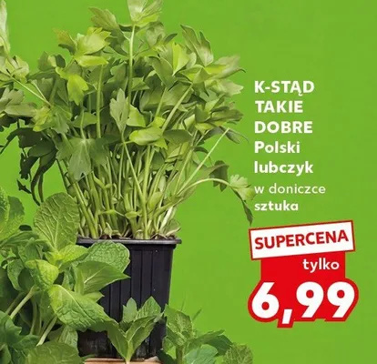 Lubczyk w doniczce sztuka promocja w Kaufland