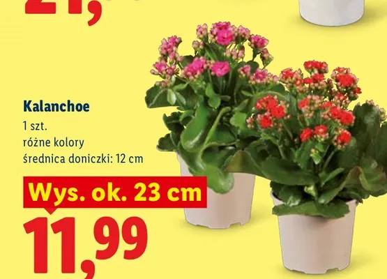 Kalanchoe promocja w Lidl