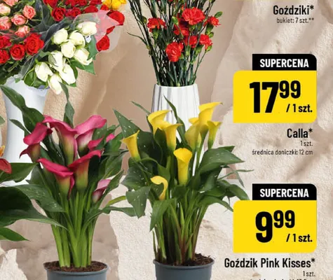 Calla promocja w POLOmarket