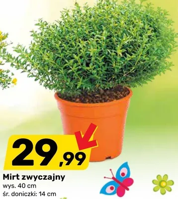 Mirt zwyczajny promocja w Bricomarche