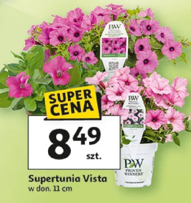 Supertunia Vista w donicy Proven Winners promocja w Auchan