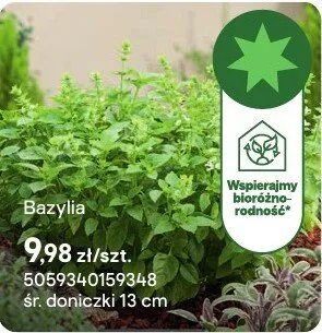 Zioła Bazylia promocja w Castorama
