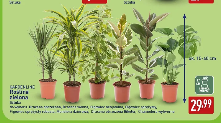 Roślina zielona Figowiec sprężysty robusta Gardenline promocja w Aldi