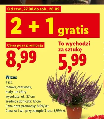 Wrzos promocja w Lidl