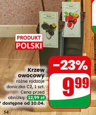 Krzew owocowy różne rodzaje doniczka C2 promocja w Dino