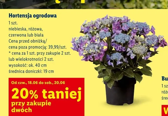 Hortensja ogrodowa niebieska promocja w Lidl