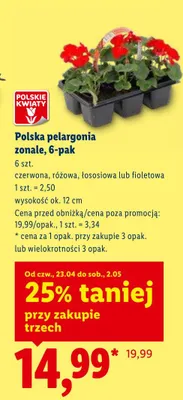 Pelargonia zonale 6-pack promocja w Lidl