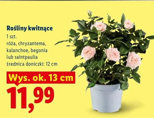 Roślina kwitnąca Begonia wys. ok. 13 cm promocja w Lidl