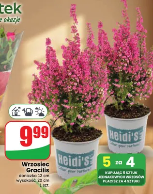 Wrzosiec Gracilis Heidi's promocja w Dino