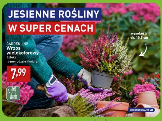 Wrzos wielokolorowy Gardenline promocja w Aldi