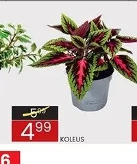 Koleus promocja w Wafelek
