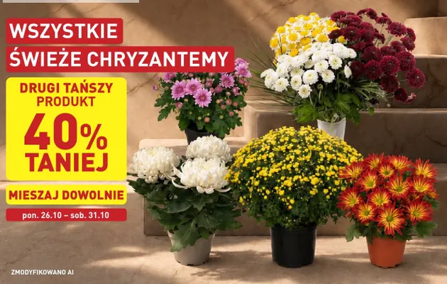 Świeże chryzantemy promocja w Aldi