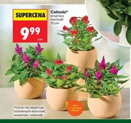 Celosia średnica doniczki 12 cm promocja w Biedronka