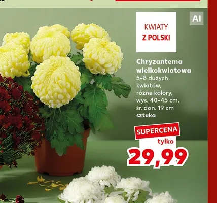 Chryzantema wielkokwiatowa promocja w Kaufland