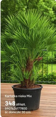 Roślina Karłatka niska Mix promocja w Castorama