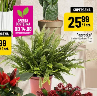 Paprotka promocja w POLOmarket