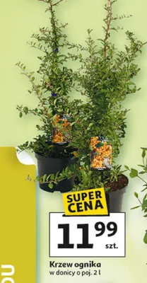 Krzew ognika promocja w Auchan