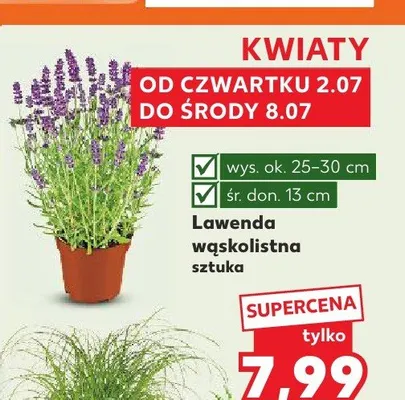 Lawenda wąskolistna promocja w Kaufland