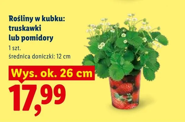 Roślina w kubku truskawki promocja w Lidl