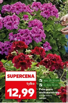 Pelargonia wielokwiatowa różne kolory promocja w Kaufland
