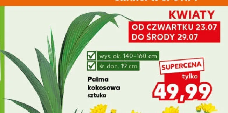 Palma kokosowa promocja w Kaufland