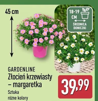 Złocień krzewiasty - margaretka promocja w Aldi