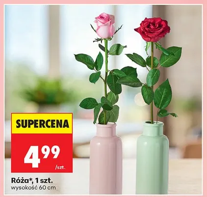Róża 1szt. promocja w Biedronka