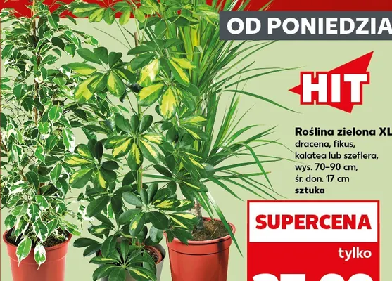 Roślina zielona Xl dracena promocja w Kaufland