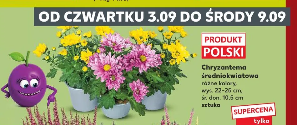 Chryzantema średniokwiatowa promocja w Kaufland